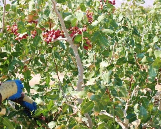 سطح زیر کشت محصول پسته در ایلام باید به ۲ هزار هکتار برسد