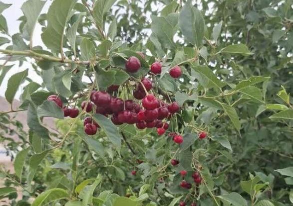 خرید توافقی بیش از ۳۰۰ تن آلبالو از باغداران توسط تعاون روستایی آذربایجان غربی