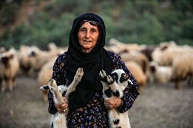 دوقلوزایی۷۰ درصد گوسفندان عشایر آذربایجان شرقی