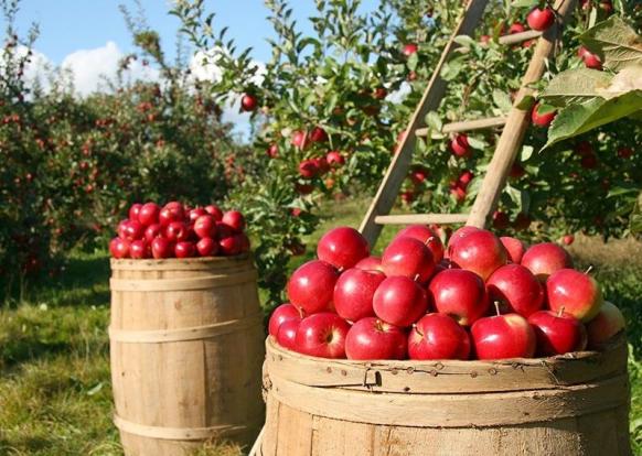 سیب آذربایجان شرقی در سبد میوه کشورهای اروپایی