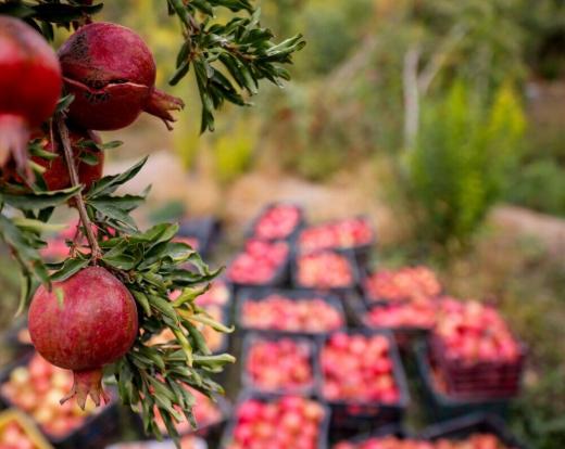 صنایع کشاورزی آذربایجان‌غربی برای ۲۲ هزار نفر ایجاد اشتغال کرد