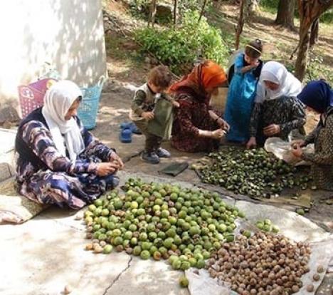 ردو به عنوان یک محصول ارزشی و سنتی از گذشته‌های دور تاکنون در کردستان و کرمانشاه و به ویژه منطقه اورامانات از جمله سروآباد و پاوه تولید می‌شود. 