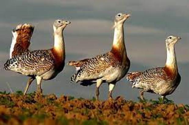 ۳۸ گونه از مهره‌داران آذربایجان‌غربی در معرض تهدید است