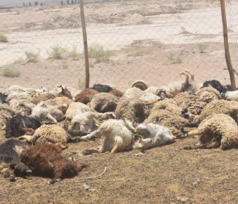 شب هراس در «سارده کویستان»؛ یورش گرگ به گله دامداران بوکانی و مرگ ۳۰ رأس گوسفند