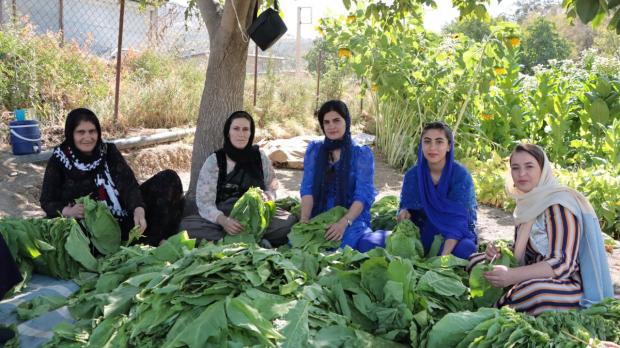 روستاهای شهرستان سردشت از عمده‌ترین مزارع توتون  در استان آذربایجان غربی است، این محصول سال‌هاست که منبع درآمد بسیاری از خانواده‌های کشاورزان این منطقه شده است.
