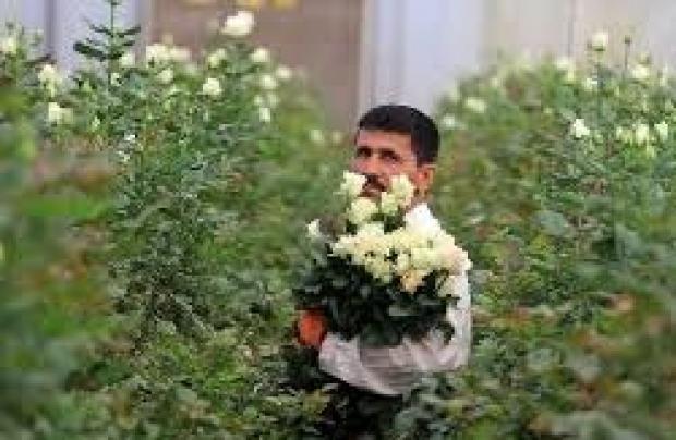 رشد ۳۰ درصدی تولید گل در آذربایجان غربی