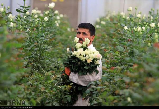 تعریف پروژه‌های مطالعاتی برای تالاب بین‌المللی زریبار مریوان