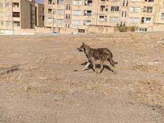 گرگ جان کودک ۸ ساله را در تبریز گرفت